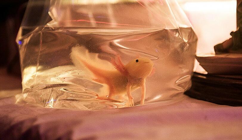 Ein Axolotl ist ein Schwanzlurch, der ewig eine Larve bleibt.