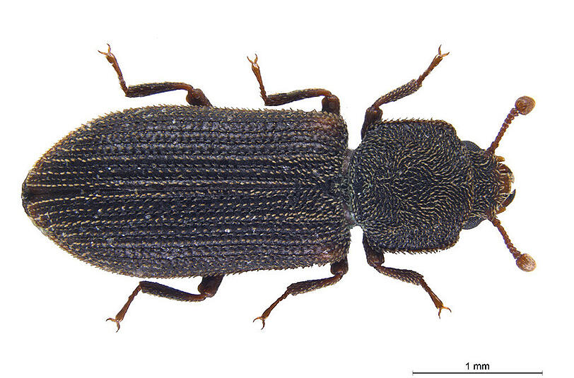 Der seltene Reitters Rindenkäfer (Synchita separanda) ist vom Aussterben bedroht.