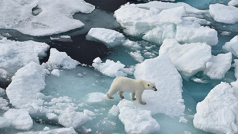 Die Eisbären sind in Russland eine geschützte Art. Seit 1957 ist die Jagd auf sie verboten. (Archivbild) Die Eisbären sind in Russland eine geschützte Art. Seit 1957 ist die Jagd auf sie verboten. (Archivbild)