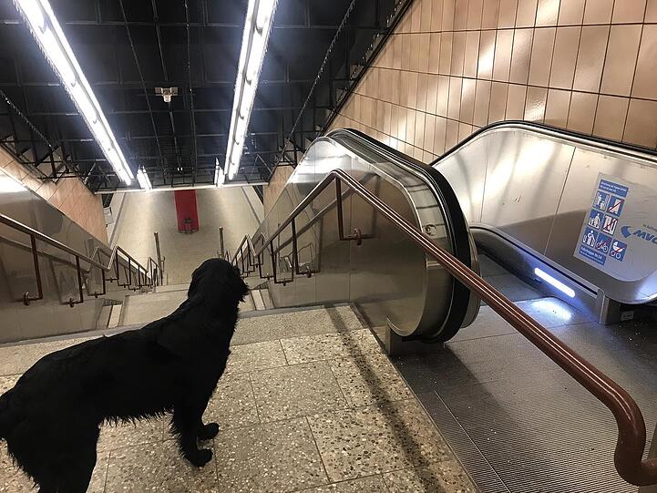 Für Menschen sind Rolltreppen eine bequeme Sache, für Hunde können sie gefährlich werden.