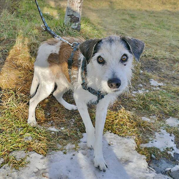 Jack Russel Terrier Kimi wohnt aktuell im Tierheim München und sucht ein neues Zuhause.