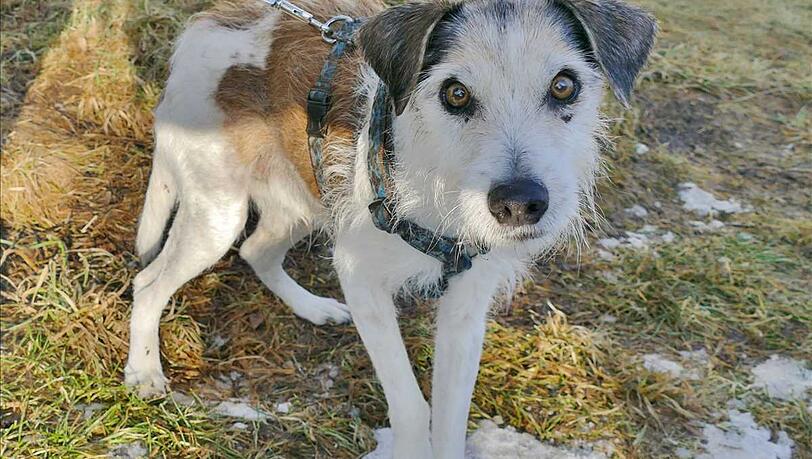 Jack Russel Terrier Kimi wohnt aktuell im Tierheim München und sucht ein neues Zuhause. Jack Russel Terrier Kimi wohnt aktuell im Tierheim München und sucht ein neues Zuhause.