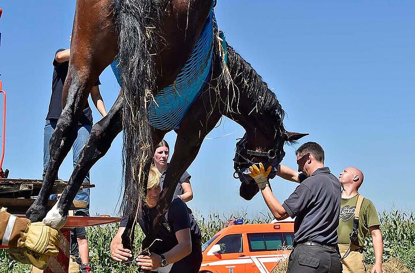 Das Pferd wurde erst ruhig gestellt und dann mittels Seilwinde gerettet.