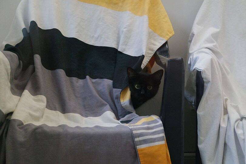 Die Polizei fand in einer Nürnberger Einzimmerwohnung 48 verwahrloste Katzen.