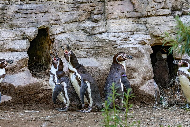 Die Brillenpinguine im Tierpark Hellabrunn singen und watscheln in ihrem Gehege. Unter ihnen lebt auch ein homosexuelles Pärchen. Foto: Bernd Wackerbauer