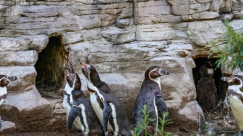 Die Brillenpinguine im Tierpark Hellabrunn singen und watscheln in ihrem Gehege. Unter ihnen lebt auch ein homosexuelles Pärchen. Foto: Bernd Wackerbauer