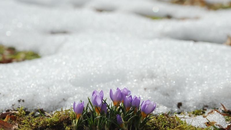 Erste Frühlingsanzeichen: Krokusse Erste Frühlingsanzeichen: Krokusse