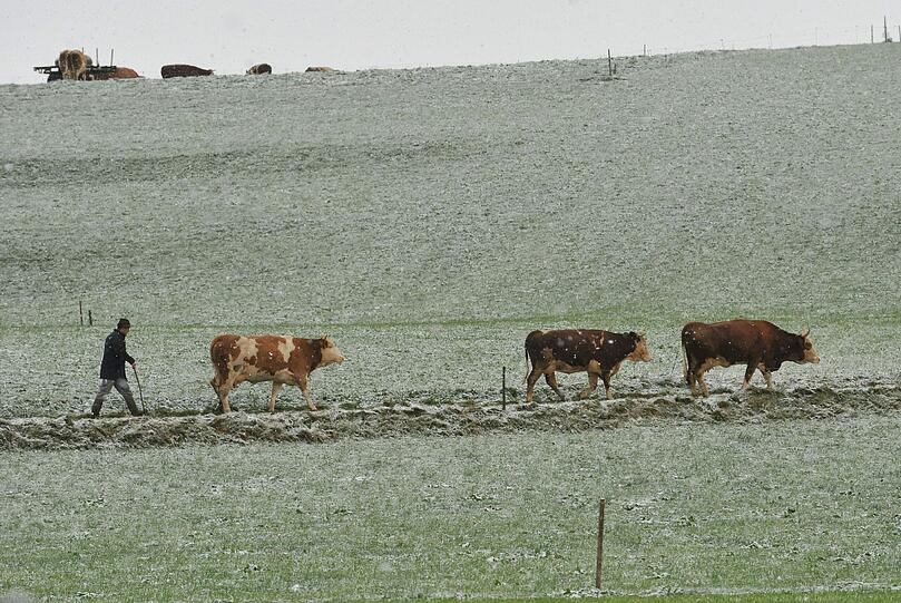 Ein Bauer führt am Samstag bei Miesbach Kühe über eine Weide, die leicht mit Schnee bedeckt ist.