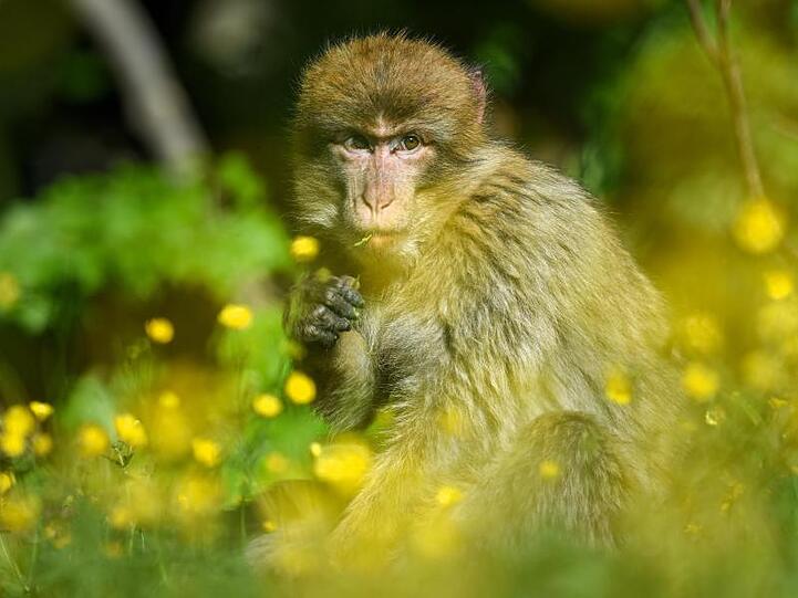 Ein Berberaffe sitzt im Affenfreigehege auf einer Wiese, auf der Hahnenfuß wächst. Foto: Felix Kästle/dpa/Archivbild