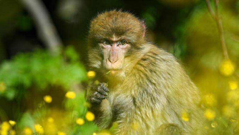 Ein Berberaffe sitzt im Affenfreigehege auf einer Wiese, auf der Hahnenfuß wächst. Foto: Felix Kästle/dpa/Archivbild Ein Berberaffe sitzt im Affenfreigehege auf einer Wiese, auf der Hahnenfuß wächst. Foto: Felix Kästle/dpa/Archivbild