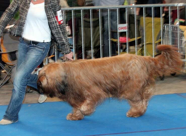 Wallendes Haar für die Jury: der Briard bei der Bewertung.