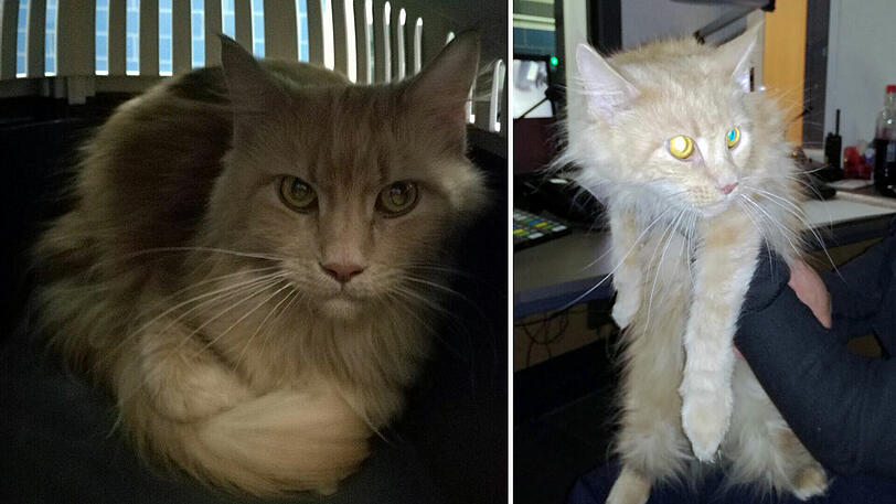 Die Beamten tauften die Fundkatze auf den Namen "Frieda" und attestierten ihr, "extrem kamerascheu" zu sein.