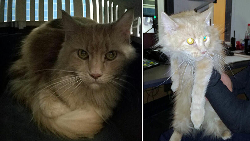 Die Beamten tauften die Fundkatze auf den Namen "Frieda" und attestierten ihr, "extrem kamerascheu" zu sein. Die Beamten tauften die Fundkatze auf den Namen "Frieda" und attestierten ihr, "extrem kamerascheu" zu sein.