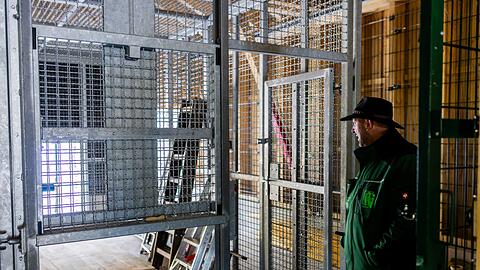 So sah der Quarant&auml;ne- und Versorgungsbereich des Alternativen Wolf- und B&auml;renparks Schwarzwald w&auml;hrend der Bauarbeiten aus. (Archivbild)