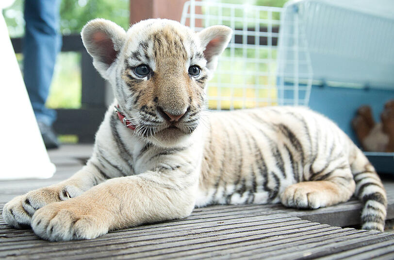 Der kleine Tiger Diego wurde vor der Tür der Tierärztin ausgesetzt.