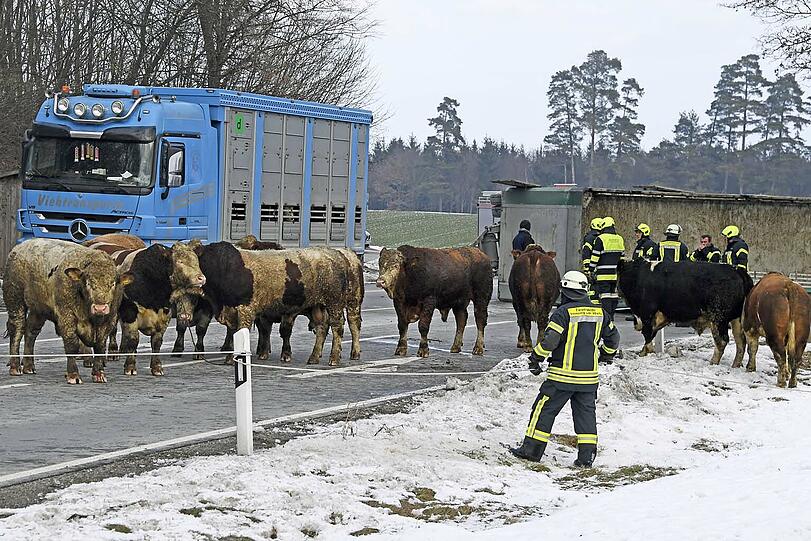 Zehn Rinder haben am Montagnachmittag die Einsatzkräfte auf Trab gehalten: Sie waren bei einem Unfall ausgebüxt und weigerten sich beharrlich wieder in den Anhänger zu klettern.