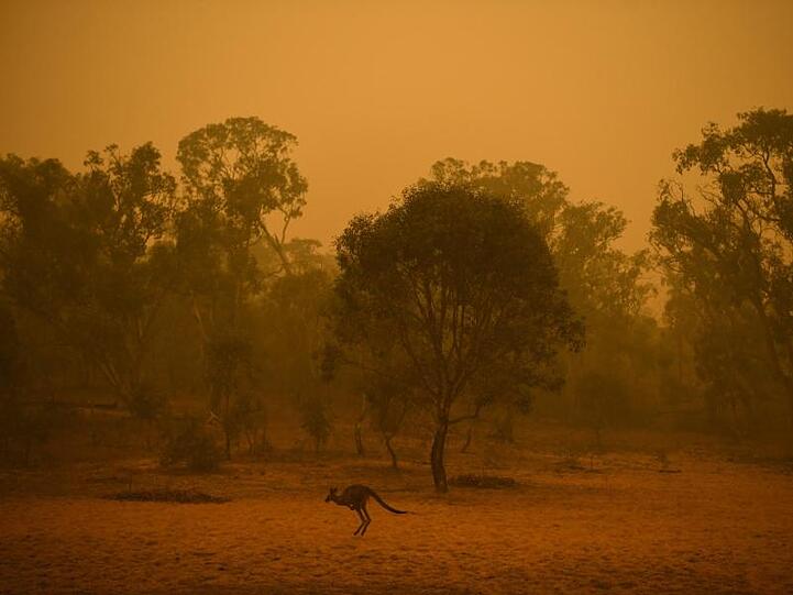 Auf der Flucht vor den Flammen: Ein Känguru im Buschland nahe Canberra.