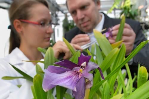Mitarbeiter des Leibniz-Institutes für Pflanzenbiochemie untersuchen die Blüten einer südamerikanischen Orchidee.