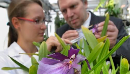 Mitarbeiter des Leibniz-Institutes für Pflanzenbiochemie untersuchen die Blüten einer südamerikanischen Orchidee. Mitarbeiter des Leibniz-Institutes für Pflanzenbiochemie untersuchen die Blüten einer südamerikanischen Orchidee.