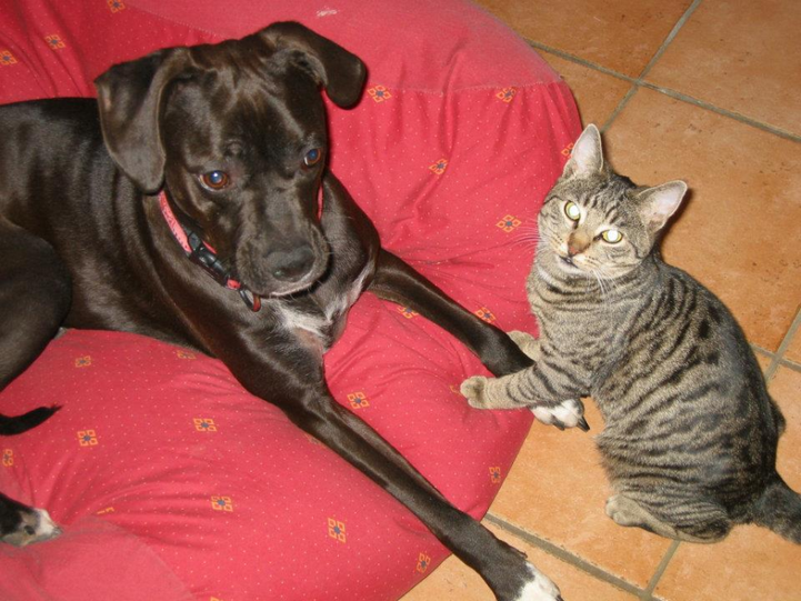 Hündin Paula und Kater Oscar