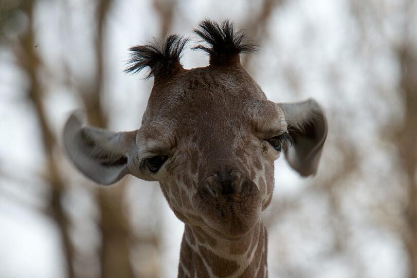 Ein zuckersüßes Giraffenbaby wartet im Tierpark Hellabrunn auf Besucher. Zwei Wochen ist es gerade alt. Hier gibt's schon mal die nettesten Fotos von dem putzigem Tierchen.
