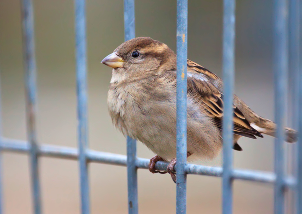 Haussperlinge gehen in M&uuml;nchen kontinuierlich zur&uuml;ck.