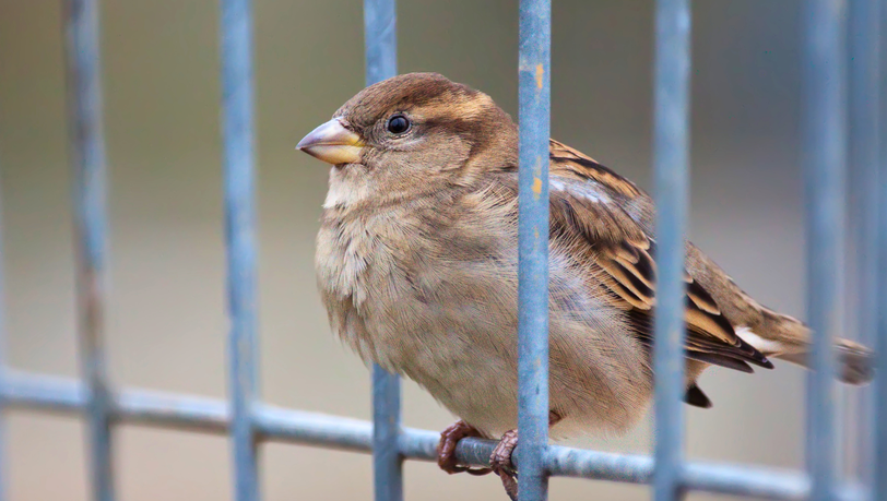 Haussperlinge gehen in M&uuml;nchen kontinuierlich zur&uuml;ck.
