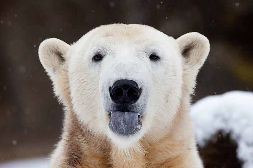 Eisbär Knut trieb leblos im Wasser seines Geheges.