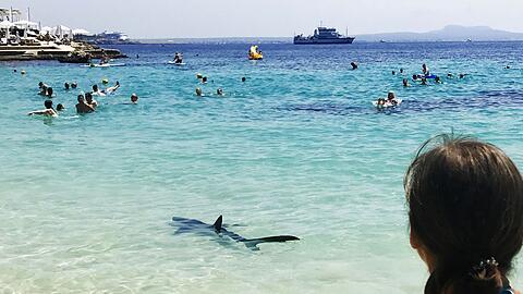 Ein Hai schwimmt durch flaches Wasser auf Mallorca und erschreckt Badegäste.