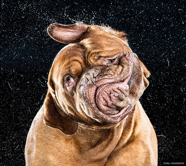 Die Fotografin holte 120 Hunde vor die Kamera. Manche wollten sich einfach nicht schütteln. Und wenige schüttelten sich so schön wie Bordeaux-Dogge "Mane".
