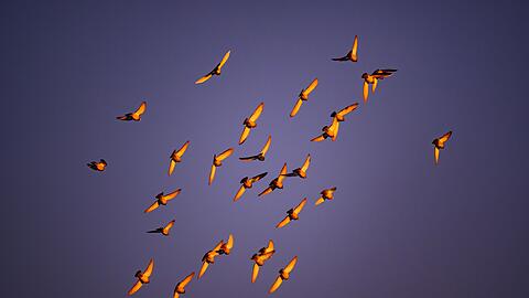 In der D&auml;mmerung stimmen viele Vogelarten zum Morgenkonzert ein. (Archivbild)