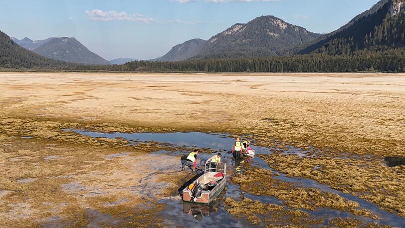 An den flacheren Stellen besteht der Sylvensteinsee nur noch aus einzelnen Tümpeln. Ehrenamtliche des Fischereivereins Lenggries kämpfen um das Leben der dort eingeschlossenen Fische und Krebse. An den flacheren Stellen besteht der Sylvensteinsee nur noch aus einzelnen Tümpeln. Ehrenamtliche des Fischereivereins Lenggries kämpfen um das Leben der dort eingeschlossenen Fische und Krebse.