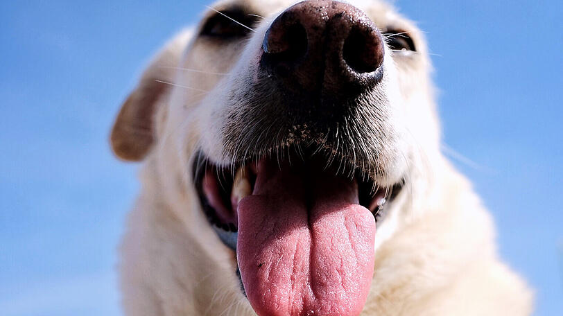 Ausgesetzt oder ausgebüxt? Zwei Hunde sind allein in der BOB bis nach Holzkirchen gefahren. (Symbolbild)