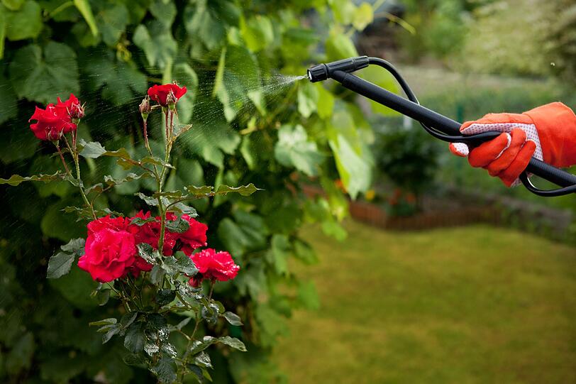 Neben der Verwendung als Dünger hat Kartoffelwasser einen weiteren Nutzen bei Pflanzen: als natürliches Mittel gegen Blattläuse, die vor allem Rosen befallen. Kartoffelwasser schafft Abhilfe: dafür lässt man das Wasser komplett abkühlen und sprüht damit die befallenen Stellen ein. Auch die umliegende Erde kann damit behandelt werden, um weiteren Befall zu verhindern. Neben der Verwendung als Dünger hat Kartoffelwasser einen weiteren Nutzen bei Pflanzen: als natürliches Mittel gegen Blattläuse, die vor allem Rosen befallen. Kartoffelwasser schafft Abhilfe: dafür lässt man das Wasser komplett abkühlen und sprüht damit die befallenen Stellen ein. Auch die umliegende Erde kann damit behandelt werden, um weiteren Befall zu verhindern.
