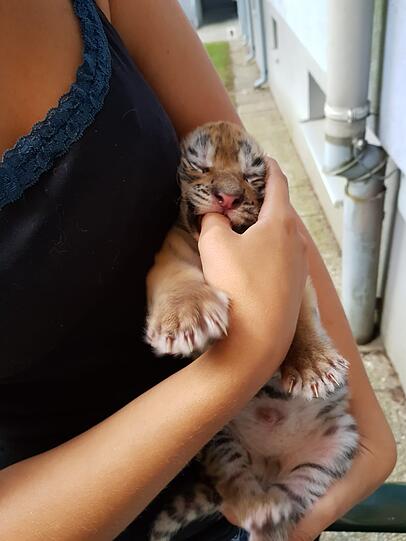 Die Tigerbabys sind erst wenige Tage alt.