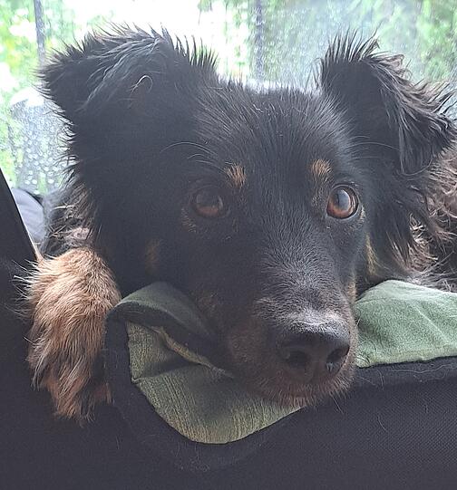 Kaya ist einfach nur wunderbar, herzlich, wissbegierig, clever, Wegbegleiterin, Familienmitglied, verschmust und seit 5 Jahren unsere Nummer 1 im Haus.