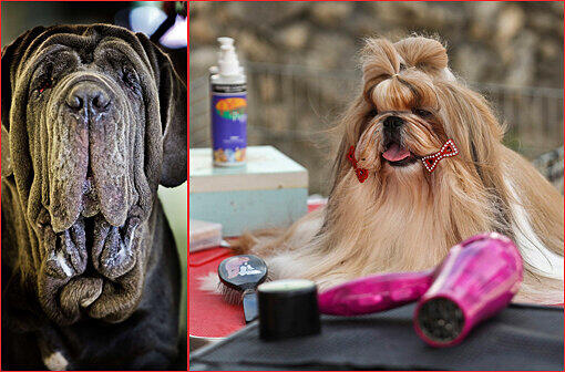 Style ist alles! Bei verschiedenen Schönheitswettbewerben wird der schönste Hund gekürt. Die Bilder von den Wettbewerben in Rotterdamm und Estoril.