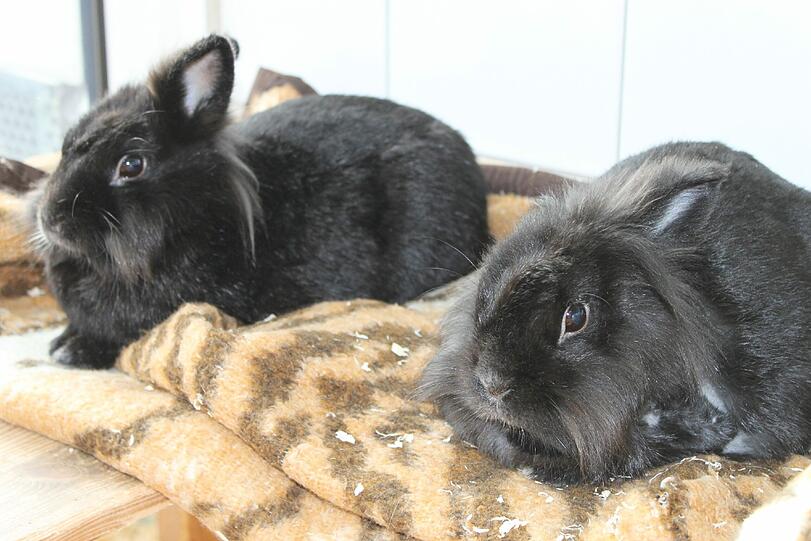 Das Löwenköpfchen-Pärchen Bärli (ml. kastriert) und Schorschi (wbl.) wurden im Mai 2010 geboren. 
Da es ein Geschwisterpaar ist und sie alle Höhen und Tiefen ihres Lebens bereits geteilt haben, würden wir sie gerne zusammen vermitteln. 

Das Duo sollte in ein großzügiges neues Heim ziehen dürfen, das mit abwechslungsreicher Einrichtung ausgestattet ist und täglich feines, passendes Futter.