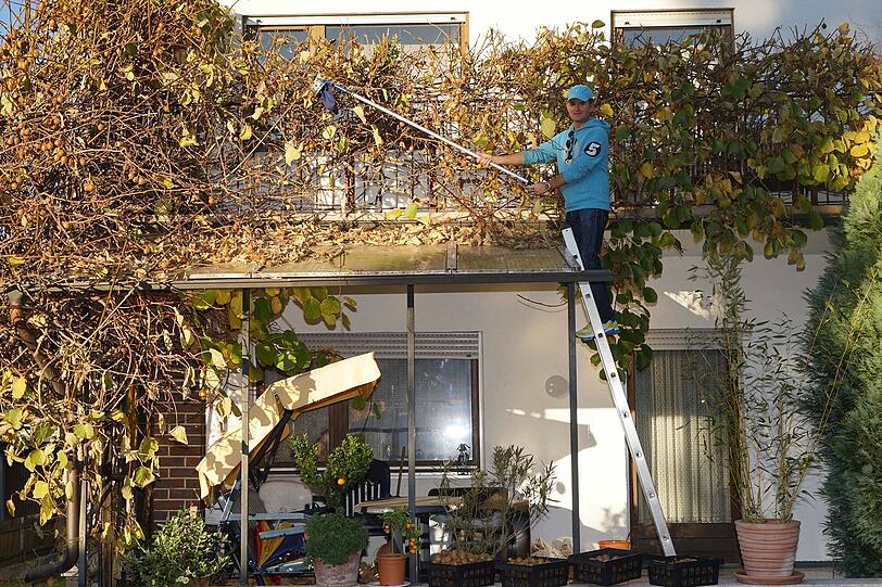 Gartenpflege der besonderen Art: Alexander Friedsam-Neumüller an seinem Kiwibaum vor seinem Haus in Trudering.