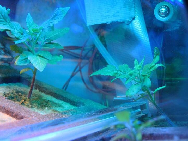 Tomaten wachsen unter blauem Licht in einem Experiment des Deutschen Zentrums für Luft- und Raumfahrt (DLR).