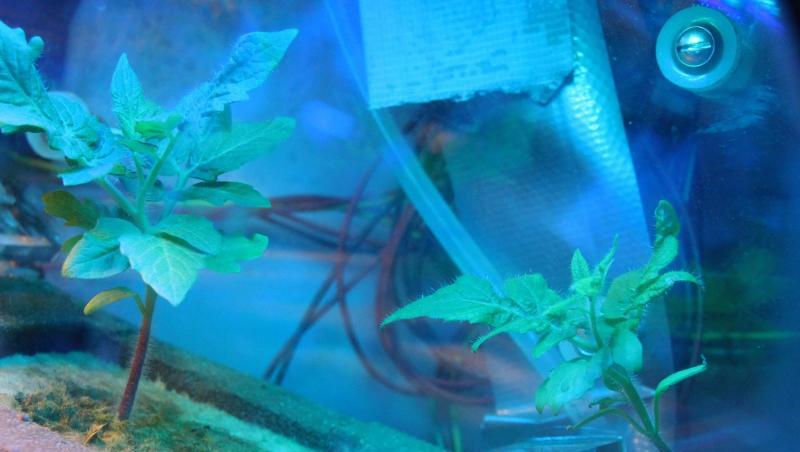 Tomaten wachsen unter blauem Licht in einem Experiment des Deutschen Zentrums für Luft- und Raumfahrt (DLR). Tomaten wachsen unter blauem Licht in einem Experiment des Deutschen Zentrums für Luft- und Raumfahrt (DLR).