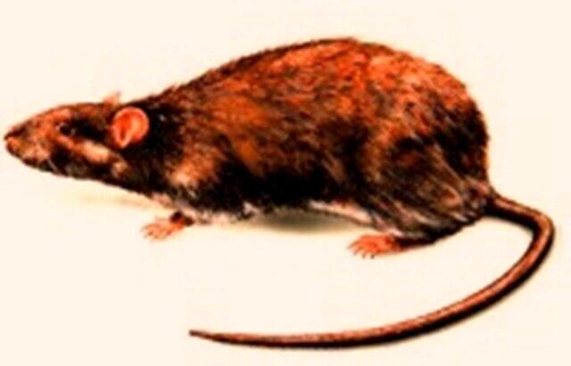 Die Ratte: Eine Protagonistin im Wettbewerb des geilen Ekels.