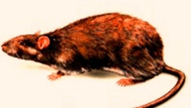 Die Ratte: Eine Protagonistin im Wettbewerb des geilen Ekels. Die Ratte: Eine Protagonistin im Wettbewerb des geilen Ekels.