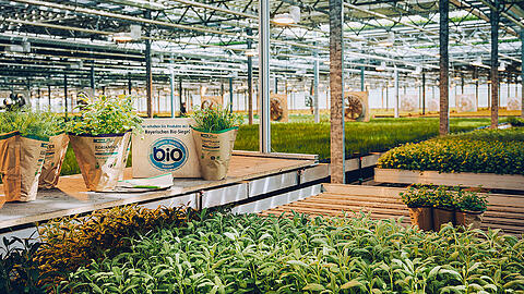 Frische Bio-Kräuter im Gewächshaus mit einem Bayerischem Bio-Siegel Schild.