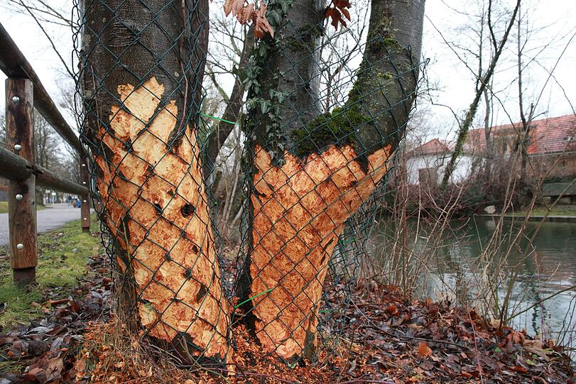 Der Biber fühlt sich an der Isar offenbar so richtig wohl und lässt es sich schmecken. Schön ist das nicht, beunruhigt muss wegen der Biber-Schäden aber niemand sein.