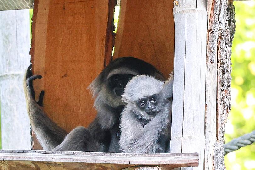 Hat alle im Blick: der kleine Menschenaffe, ein Silbergibbon. Hat alle im Blick: der kleine Menschenaffe, ein Silbergibbon.