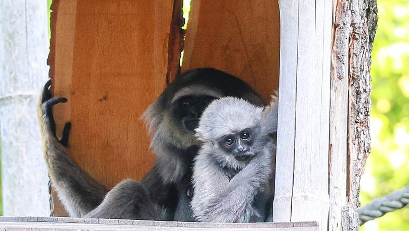 Hat alle im Blick: der kleine Menschenaffe, ein Silbergibbon. Hat alle im Blick: der kleine Menschenaffe, ein Silbergibbon.