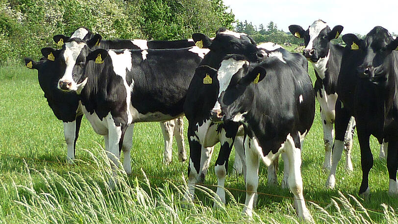 Neugierige Kühe auf Dänemarks Weiden.