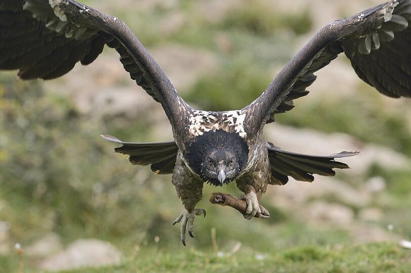 Sanfter Knochenbrecher: Lange war der Bartgeier als stehlender "Lämmergeier" gefürchtet und wurde deshalb gejagt. Zu Beginn des 20. Jahrhunderts war er im ganzen Alpenraum ausgerottet. Dabei ist der große Vogel ein nützlicher Resteverwerter, da er sich fast ausschließlich von Aas ernährt. Am liebsten frisst er Knochen.