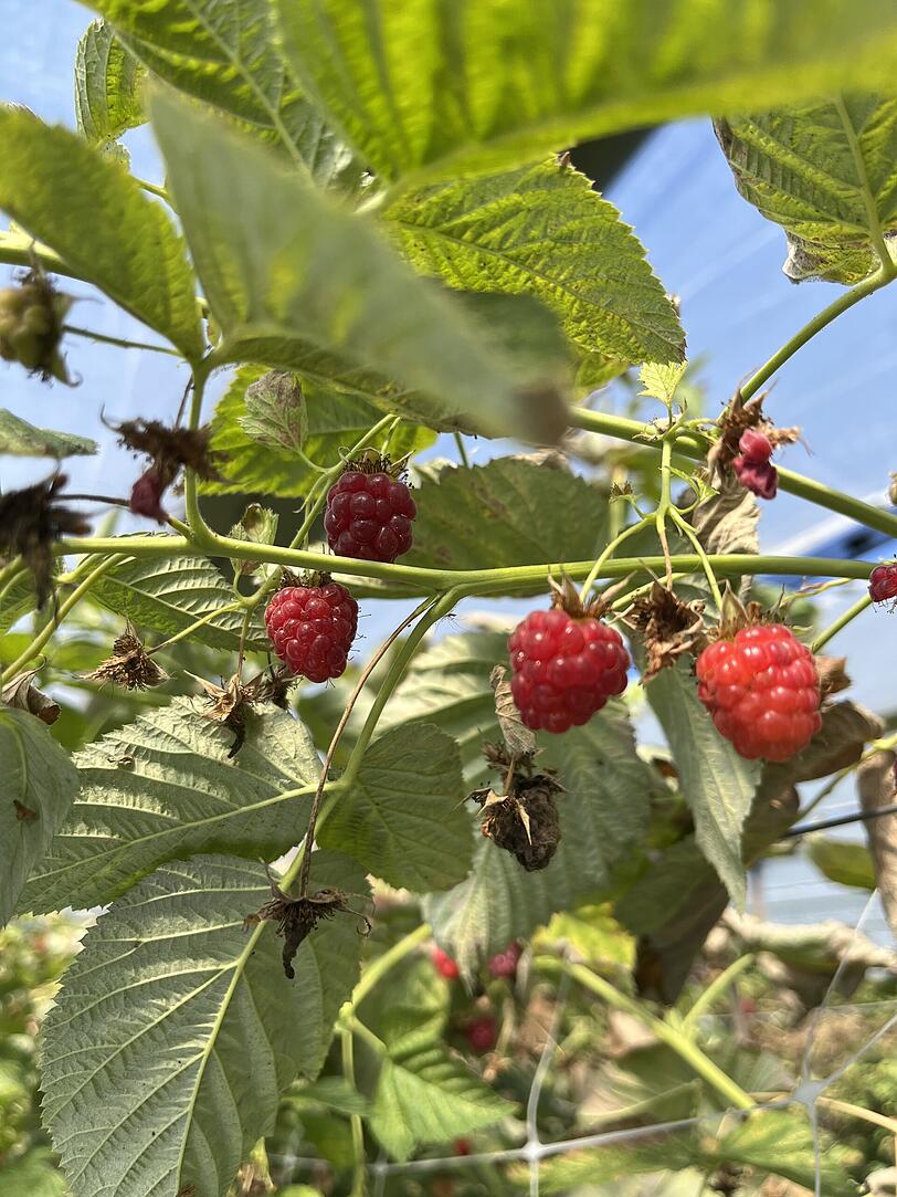 Auf den Feldern bei Lochhausen sind jetzt Himbeeren, Johannisbeeren, Brombeeren, Zwetschgen und Zucchini reif. Auf den Feldern bei Lochhausen sind jetzt Himbeeren, Johannisbeeren, Brombeeren, Zwetschgen und Zucchini reif.